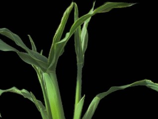 Deficit bora kod kukuruza