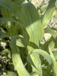 Deficit željeza kod kukuruza