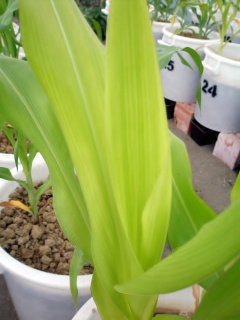 Deficit željeza kod kukuruza