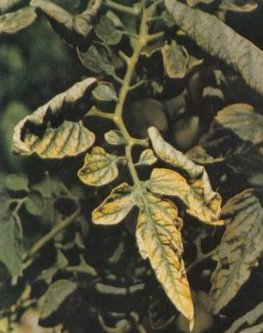 Deficit kalija kod krumpira