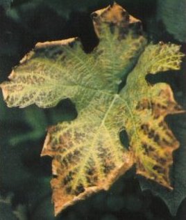 Deficit kalija kod vinove loze