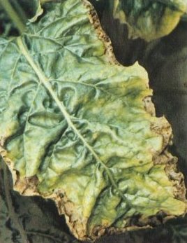 Deficit kalija kod šećerne repe