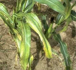 Deficit magnezija kod kukuruza