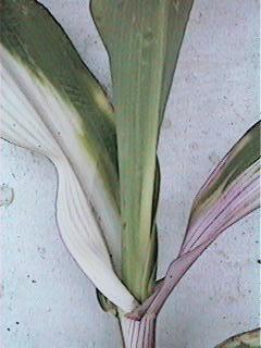 Deficit mangana kod kukuruza, 28.05.1998.