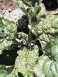 Deficit mangana i bora kod šećerne repe, 28.05.1998.