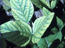 Deficit mangana kod soje