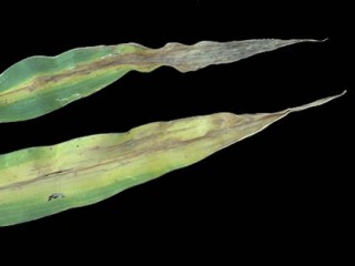 Deficit dušika kod kukuruza