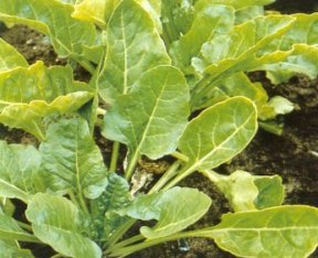 Deficit sumpora kod šećerne repe