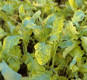 Deficit sumpora kod uljana repice